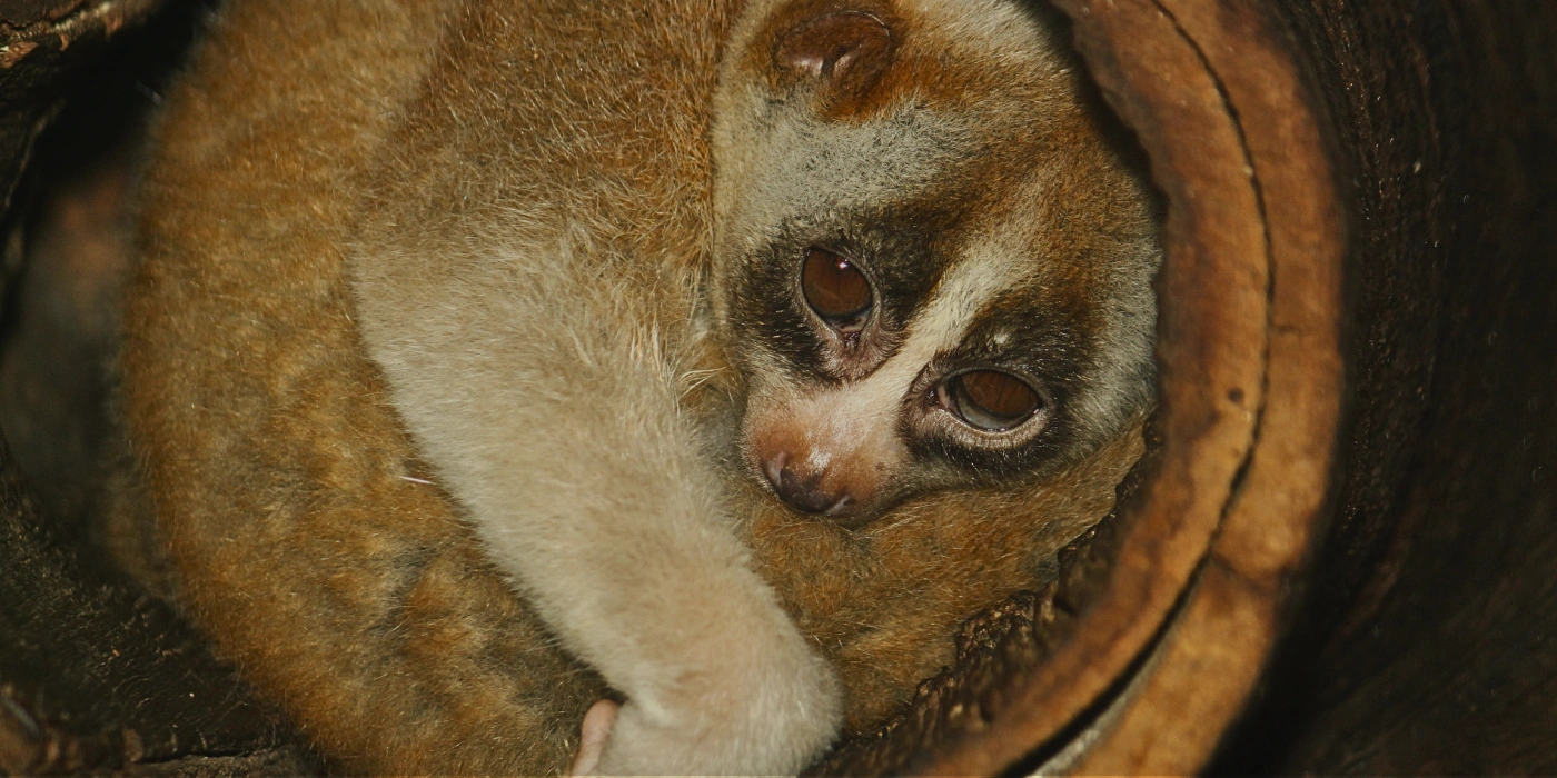 A slow loris peeking out from inside a tree trunk, partially hidden in the shadows of Taman Negara’s rainforest