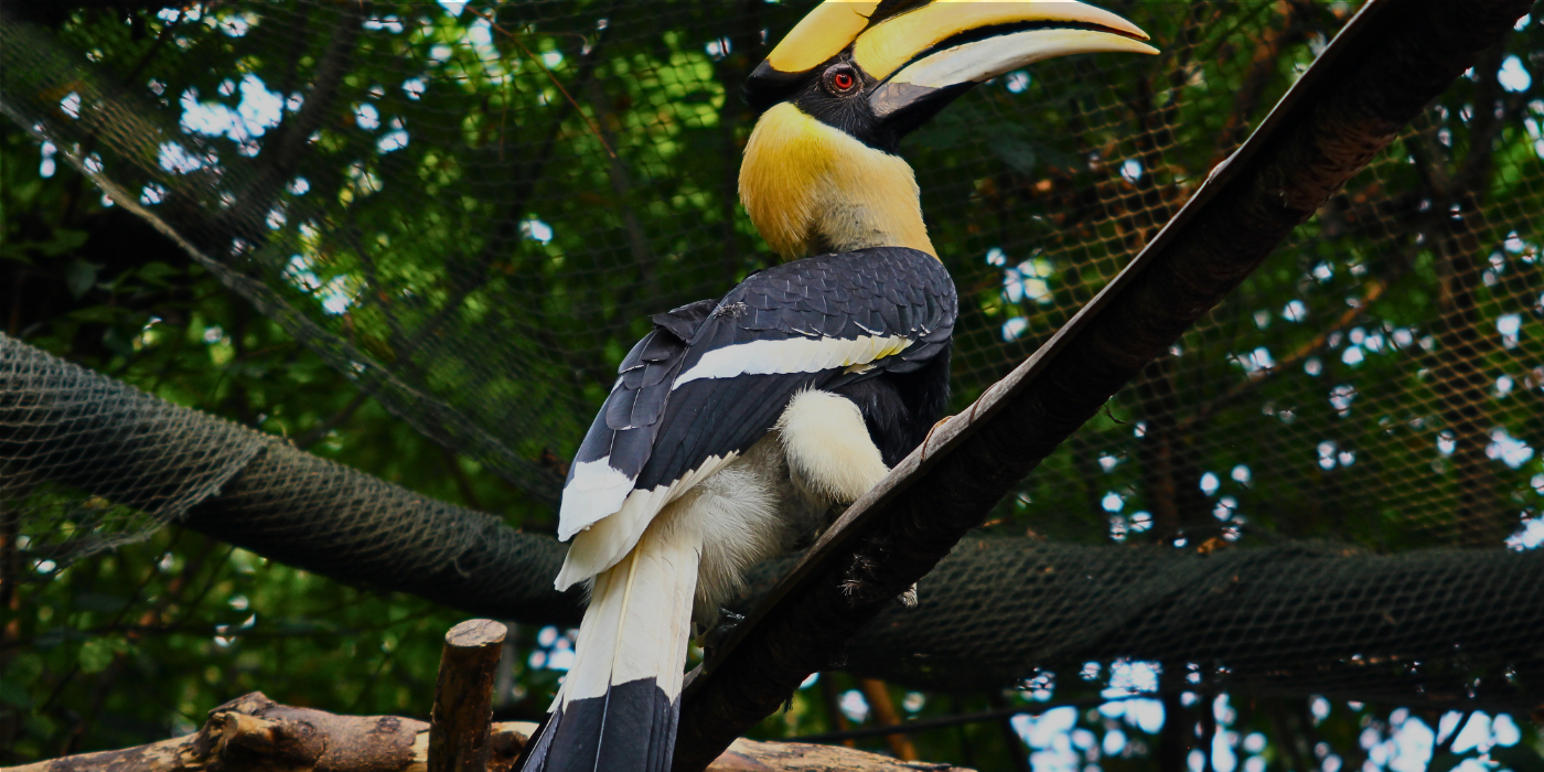 Colorful hornbill perched on a tree branch in the Borneo rainforest, surrounded by tropical foliage and sunlight