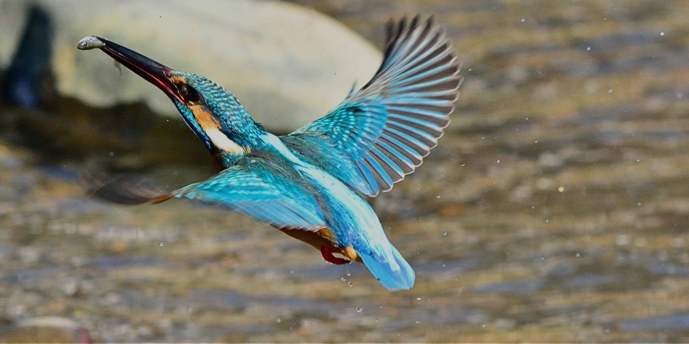 Vibrant kingfisher flying on a riverbank, with striking blue and orange feathers, surrounded by tropical greenery