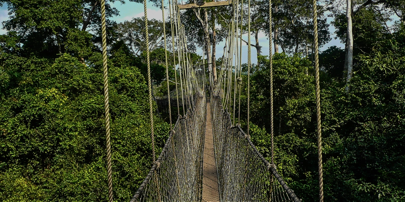 Suspended canopy walkway in Taman Negara offering treetop views of the Malaysian rainforest- taman negara canopy walk