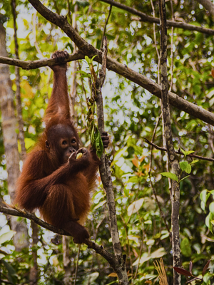 Sabah