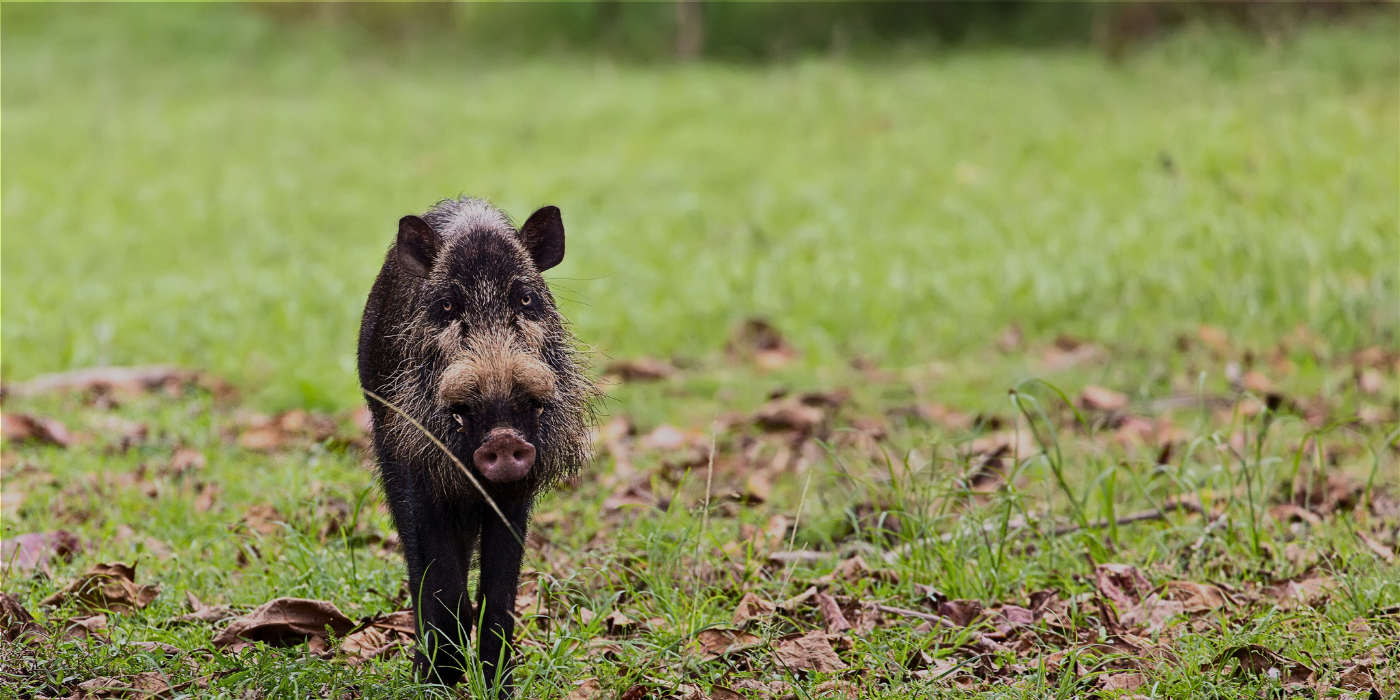 A wild bearded pig with distinctive facial whiskers foraging on the forest floor in Borneo’s tropical rainforest