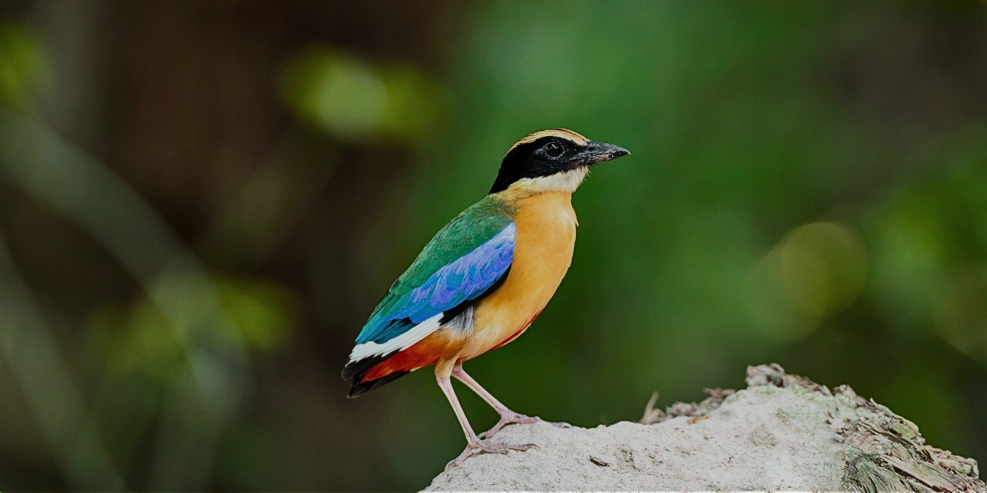 Blue-winged Pitta perched on a log in Taman Negara, Malaysia, displaying its vibrant plumage of blue wings, green back, buff underparts, and red vent
