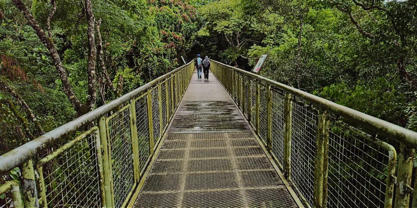 A steel canopy walkway elevated above the rainforest floor at the Rainforest Discovery Centre in Sepilok, offering sweeping views of the jungle canopy.