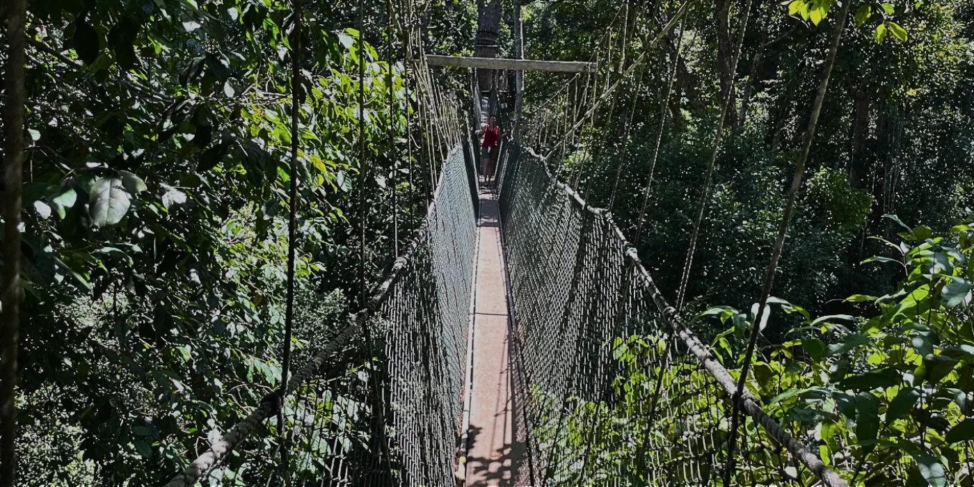 Elevated canopy walkway in Taman Negara surrounded by dense tropical rainforest