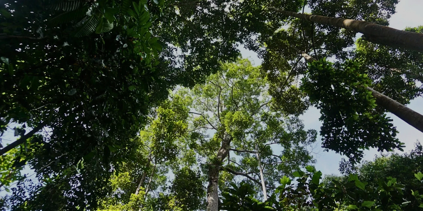 Dense, green tropical trees towering in the rainforest canopy at the Rainforest Discovery Centre in Sepilok, Sabah, with sunlight filtering through the leave