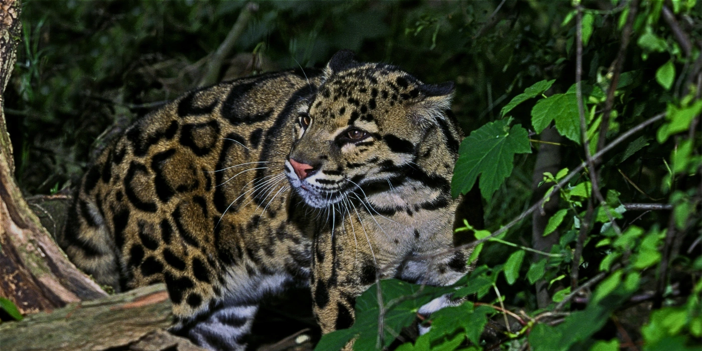 Clouded leopard resting on a mossy tree branch in Borneo’s rainforest, its patterned coat blending into the jungle surroundings