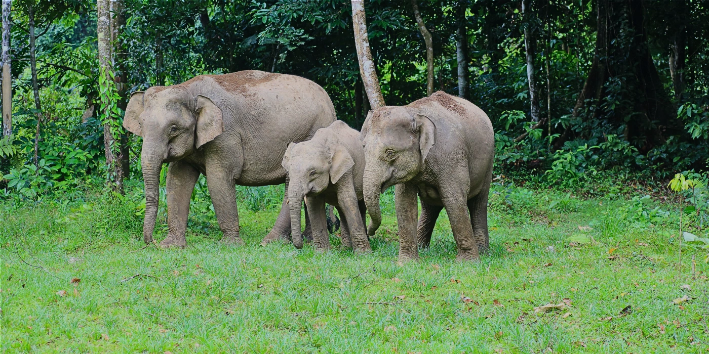 Two adult Bornean pygmy elephants walking with a calf through the lush greenery of the Borneo rainforest- how to get to Tabin wildlife from lahad datu