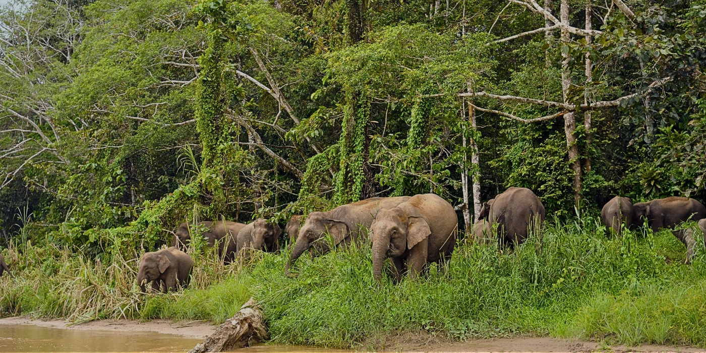 Bornean elephants near the Kinabatangan River with lush rainforest in the background