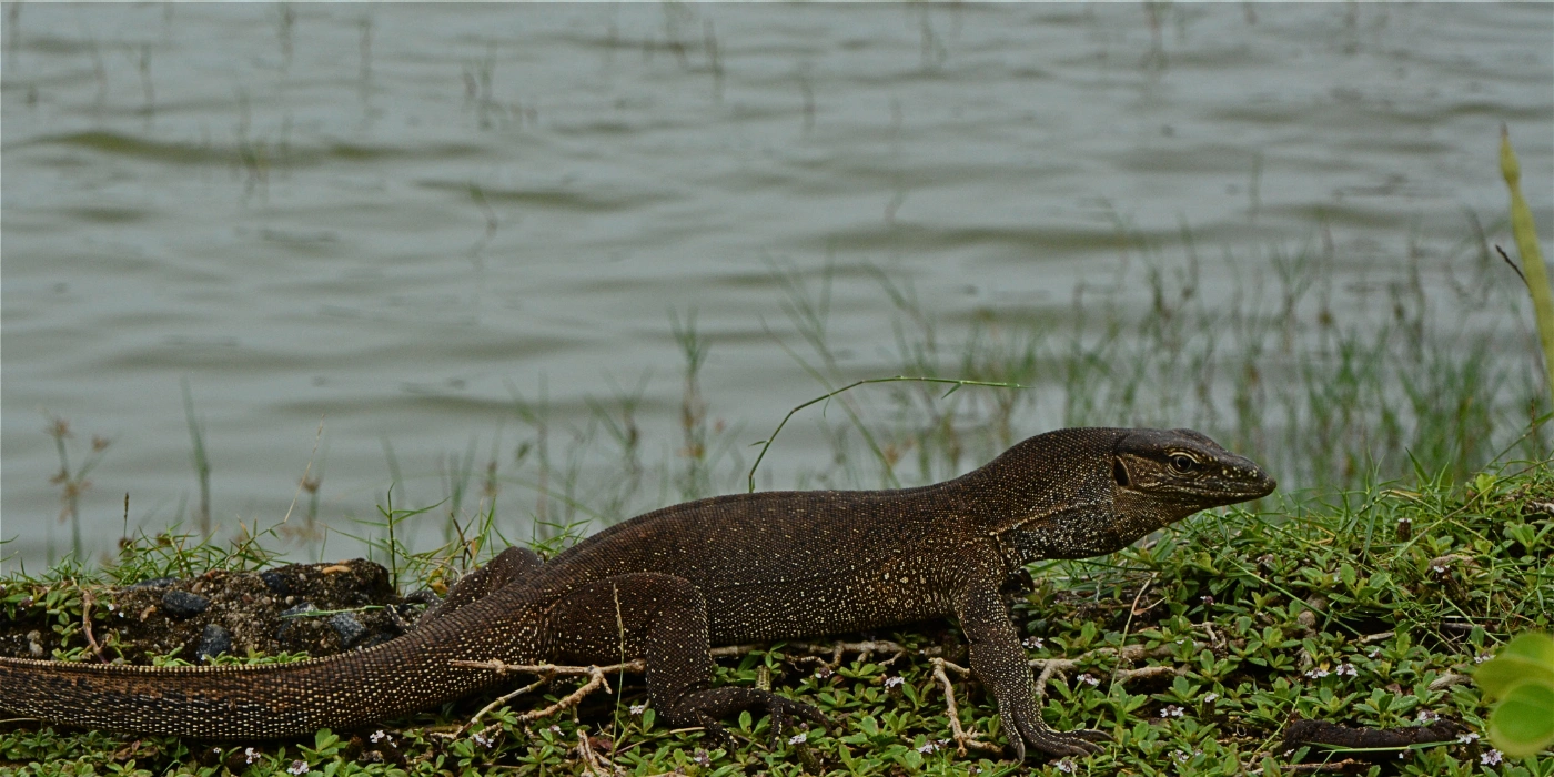 Large monitor lizard walking across the forest floor in Taman Negara, with scaly skin and a long tail, blending into the tropical undergrowth