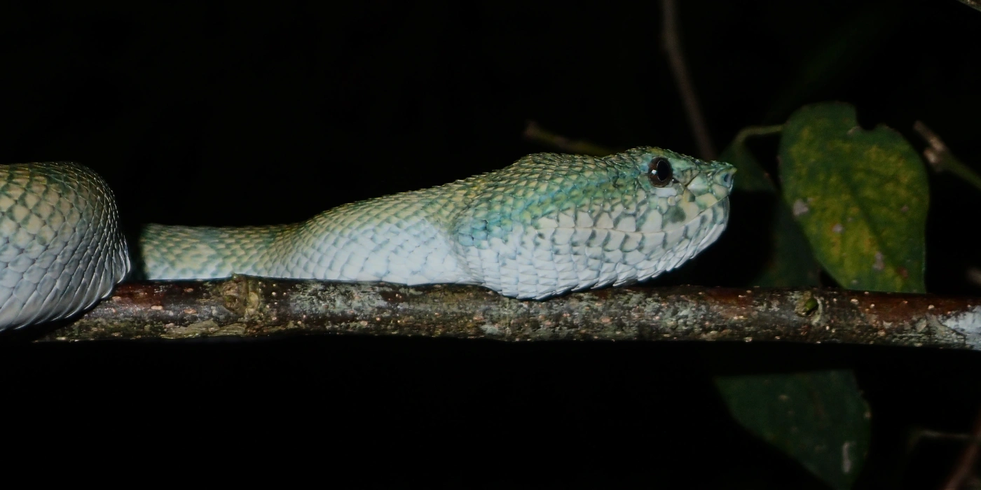 A pit viper slithering along a tree branch in the rainforest of Taman Negara, its scales blending with the foliage