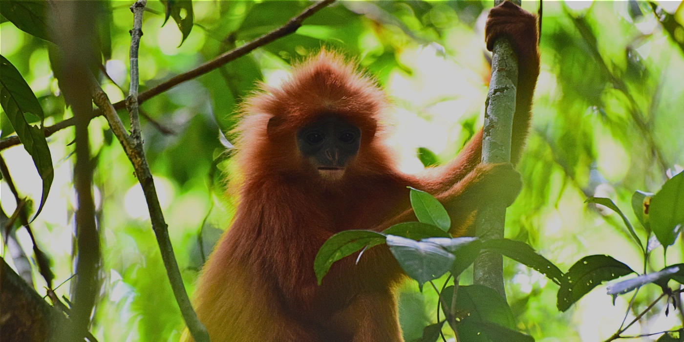 Red leaf monkey with bright orange fur resting on a tree branch in the dense Borneo rainforest