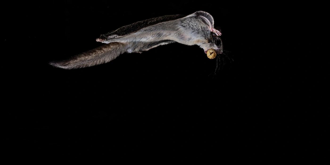 A flying squirrel captured mid-glide at night in the Bornean rainforest, its outstretched membrane visible against the dark jungle backdrop.