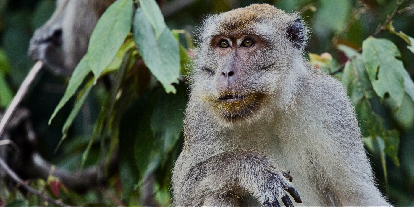 Long-tailed macaque perched on a tree branch in Taman Negara rainforest