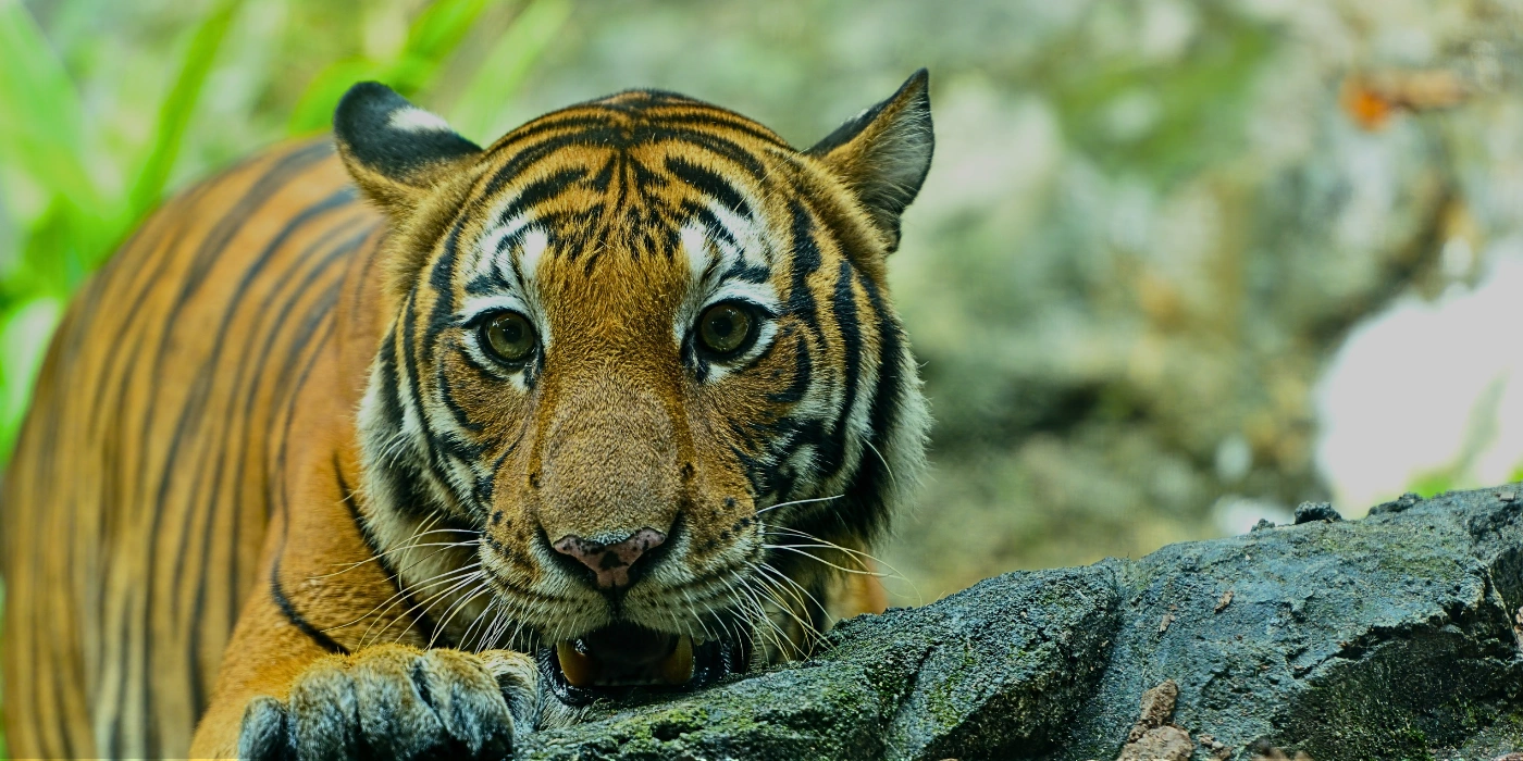 A Malayan tiger walking through dense jungle foliage in Taman Negara National Park, Malaysia