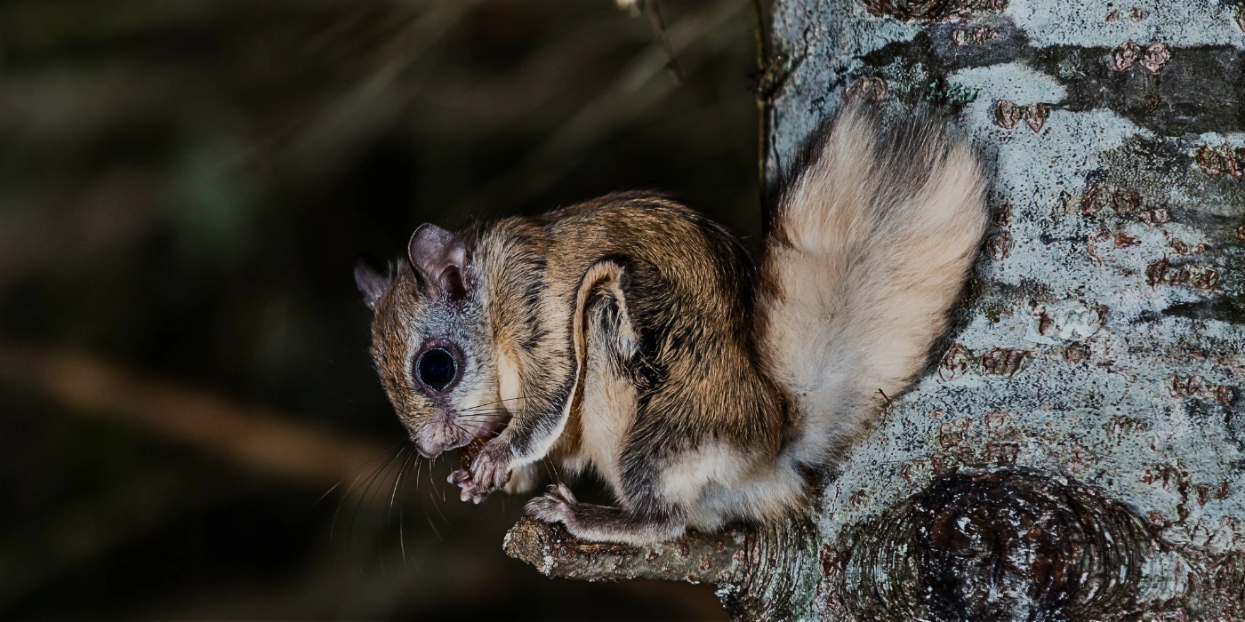 A flying squirrel perched on a tree branch in the rainforest