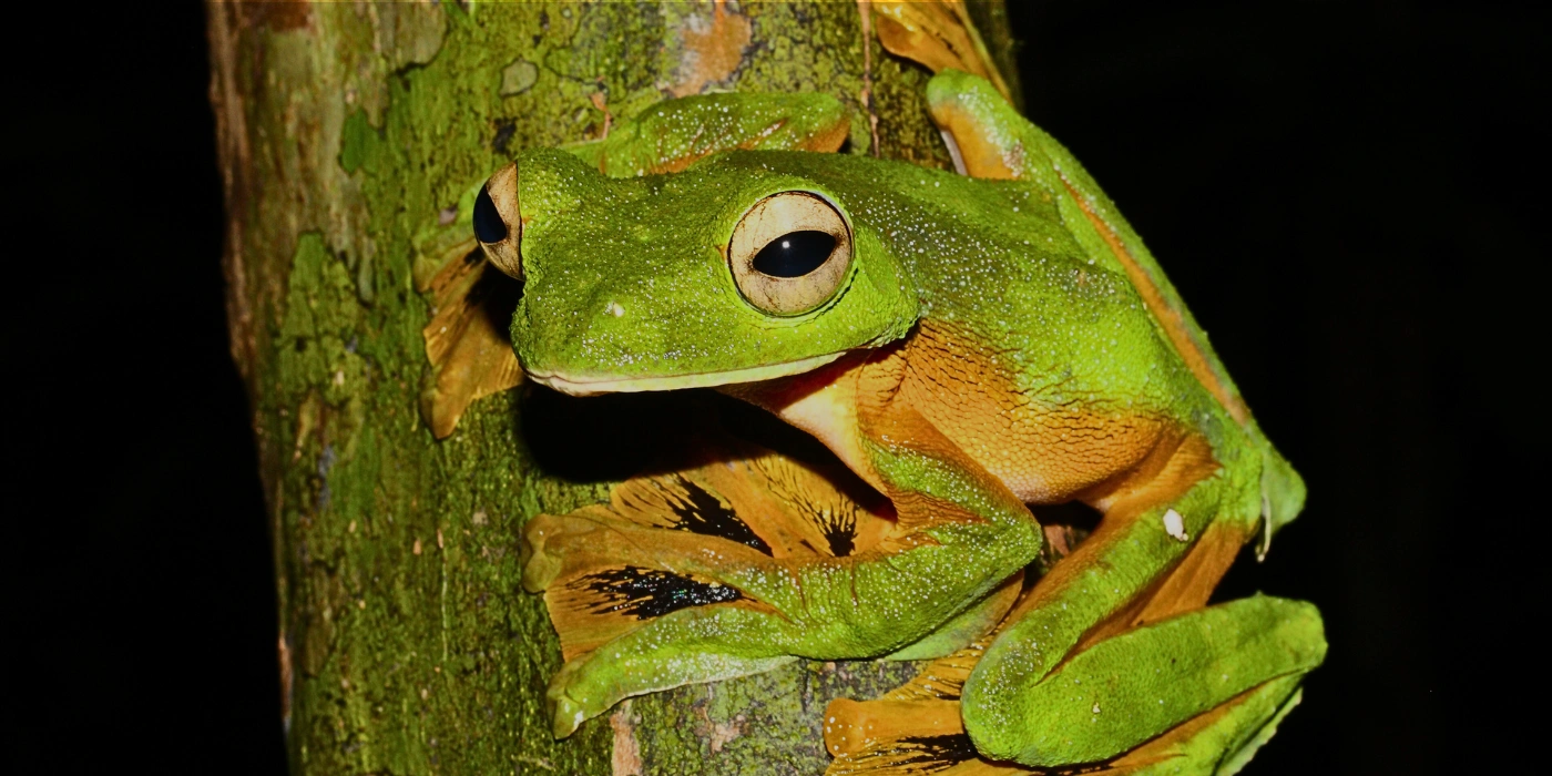 Wallace’s flying frog with outstretched limbs and webbed feet perched on a broad green leaf in Tabin Wildlife Reserve, Sabah