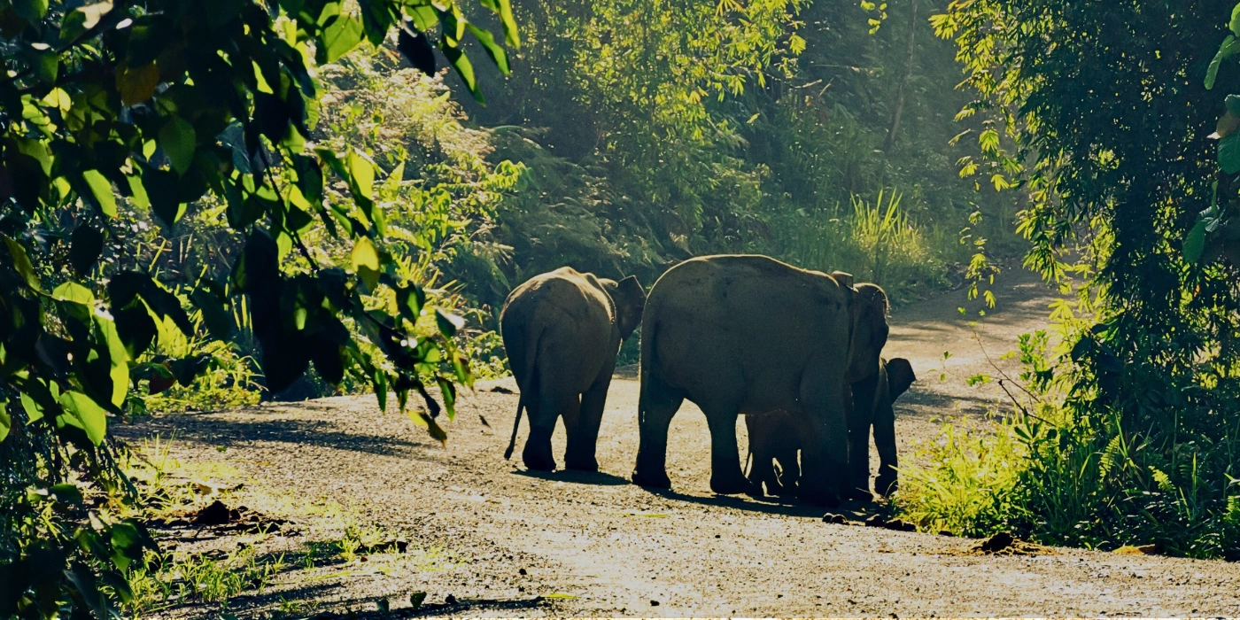 Three Bornean pygmy elephants walking together along a forest path in Danum Valley, Sabah