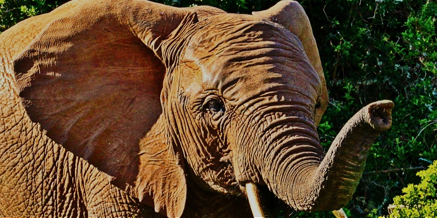 A Bornean elephant grazing near the banks of the Kinabatangan River