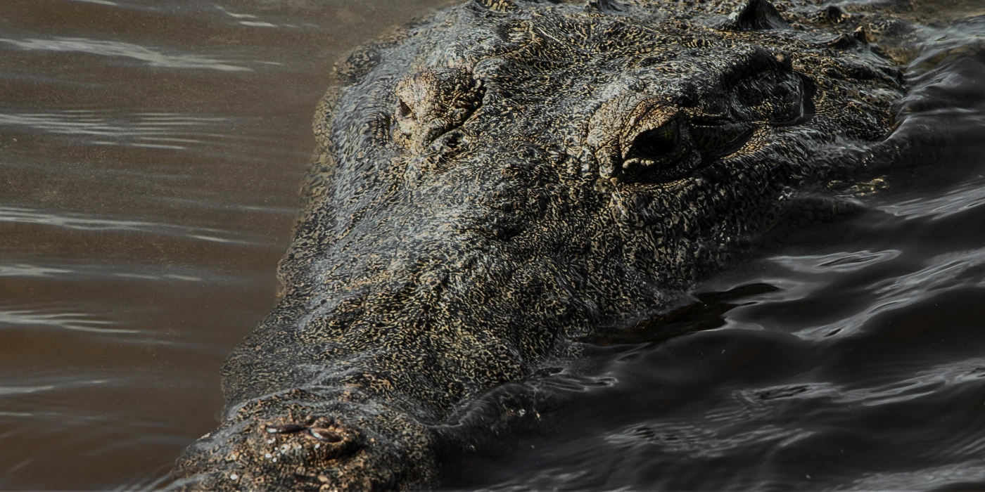 A wild crocodile swimming in the murky waters of Kinabatangan River