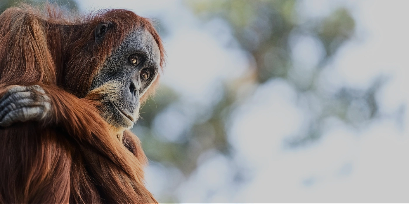 Orangutan in Kinabatangan: Observe Borneo’s Wildlife Responsibly