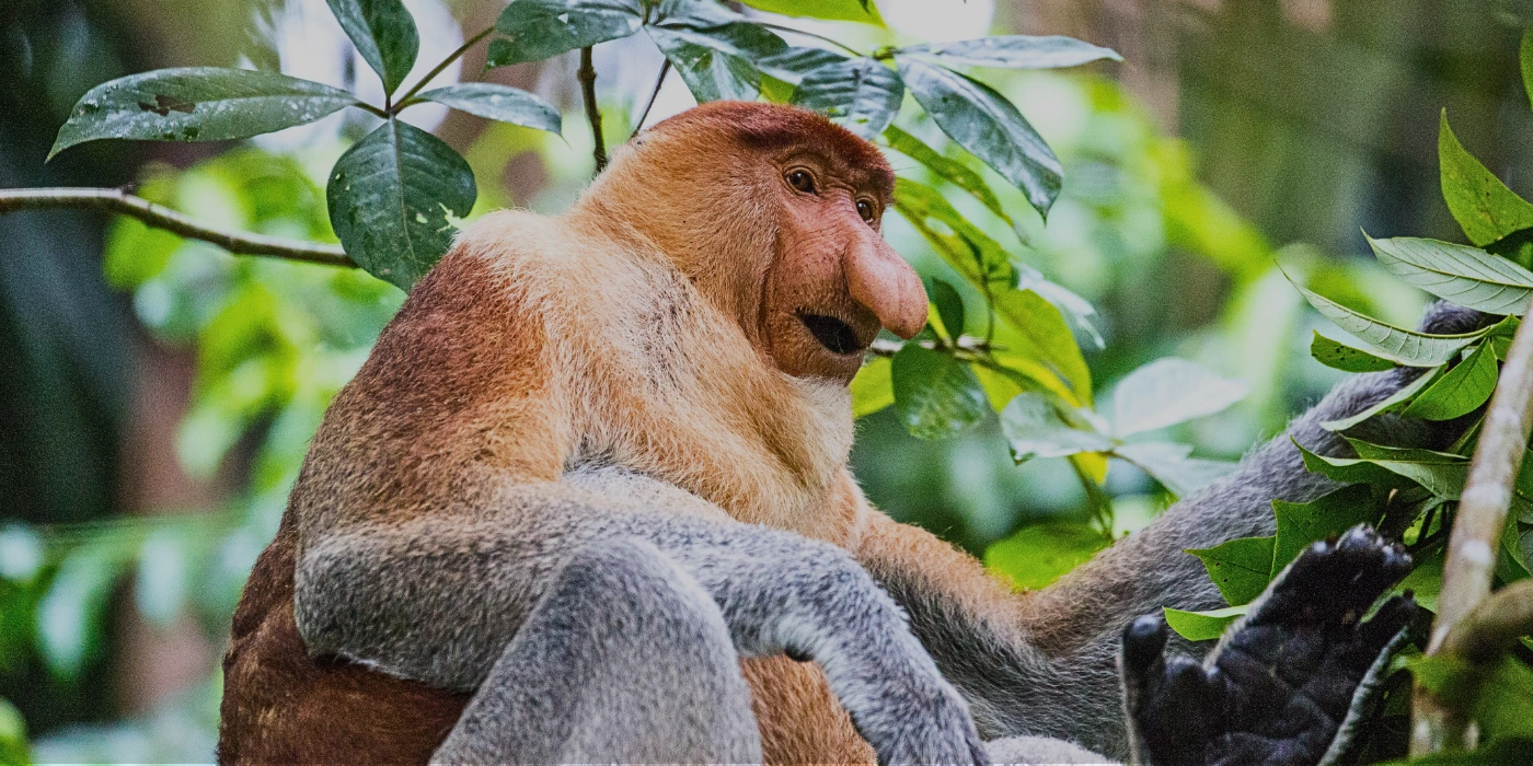 A proboscis monkey perched on a tree branch in the Kinabatangan River