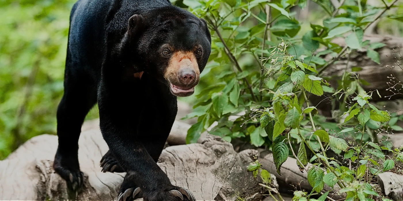 A sun bear standing in a natural enclosure at the Bornean Sun Bear Conservation Centre in Sepilok