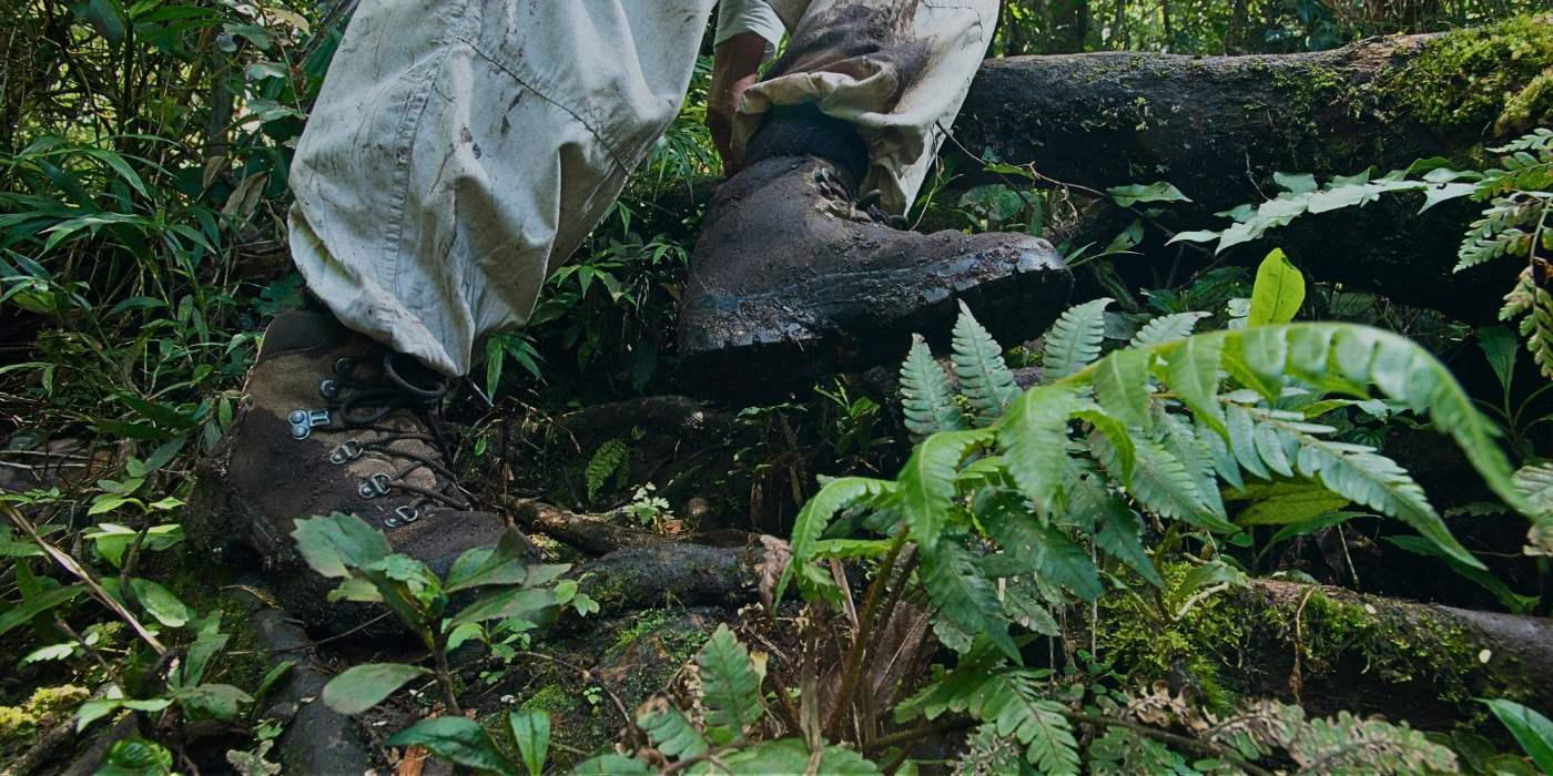 A person walking along a designated jungle trail at the Rainforest Discovery Centre in Sepilok