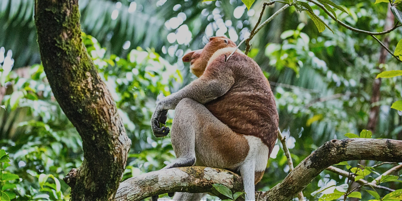 A proboscis monkey perched on a tree in the Sepilok forest area