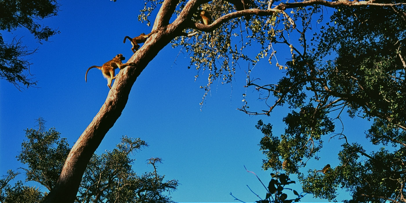 Some macaques climbing on a tree branch near the riverbank during a river cruise in Taman Negara National Park, Malaysia
