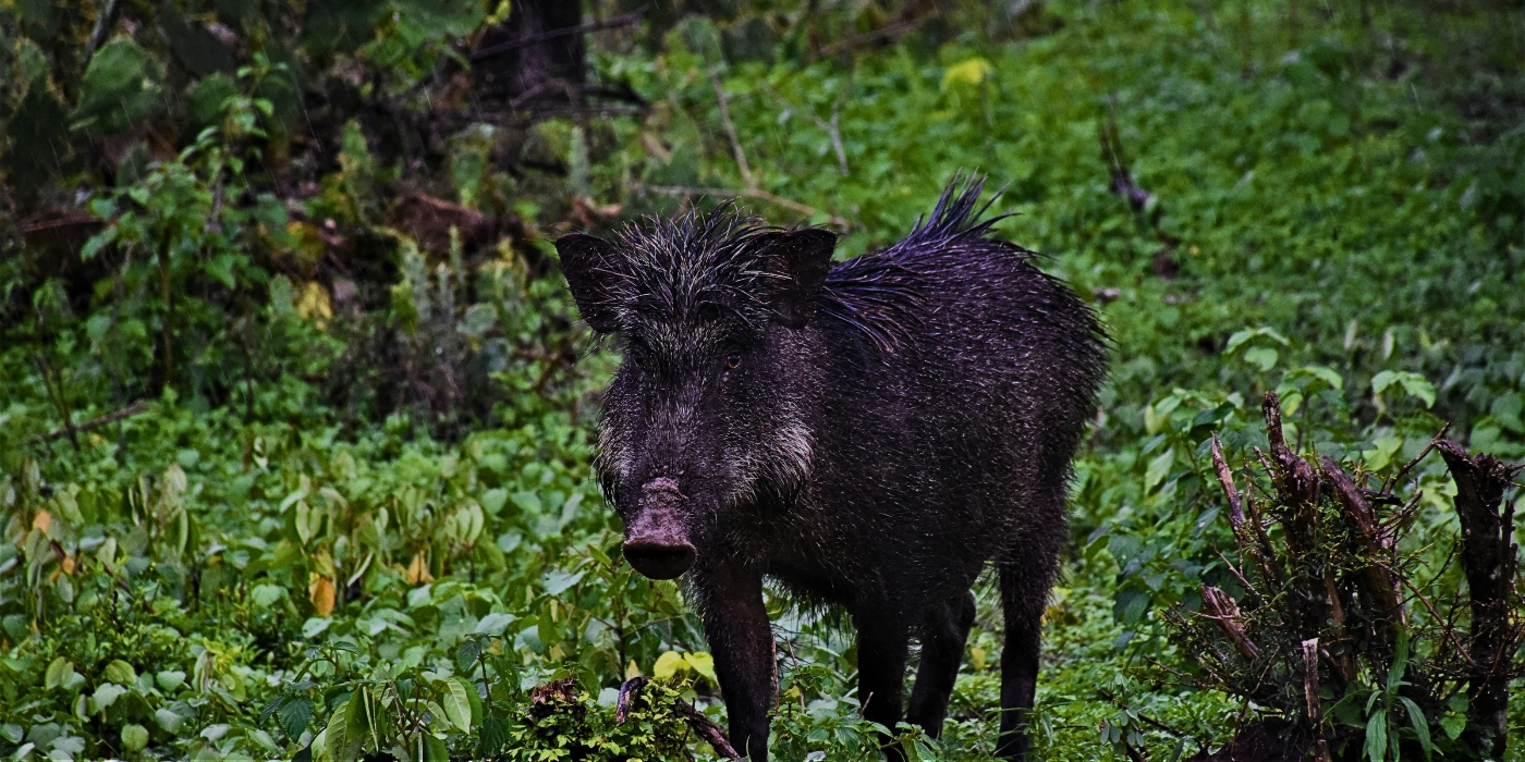 A wild boar foraging on the forest floor in Taman Negara