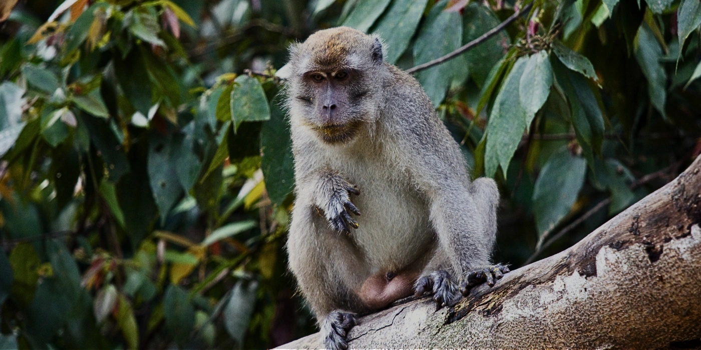 A macaque sitting on a tree branch overlooking the river during a rapid shooting tour in Taman Negara