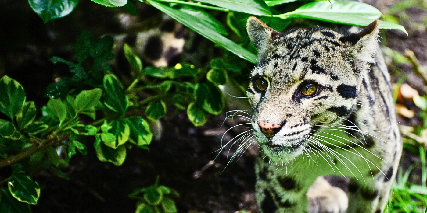 A rare Sunda clouded leopard prowling through the undergrowth in Tabin Wildlife Reserve, Sabah.
