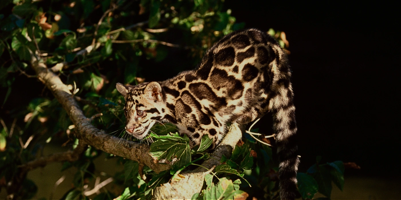 Clouded leopard captured at night walking through the rainforest during a safari in Danum