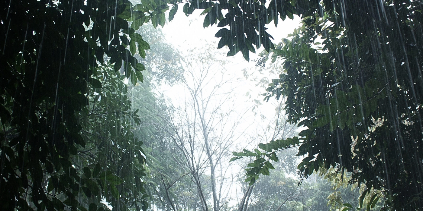 Rain falling over dense tropical forest in Tabin Wildlife Reserve, with mist and wet foliage visible