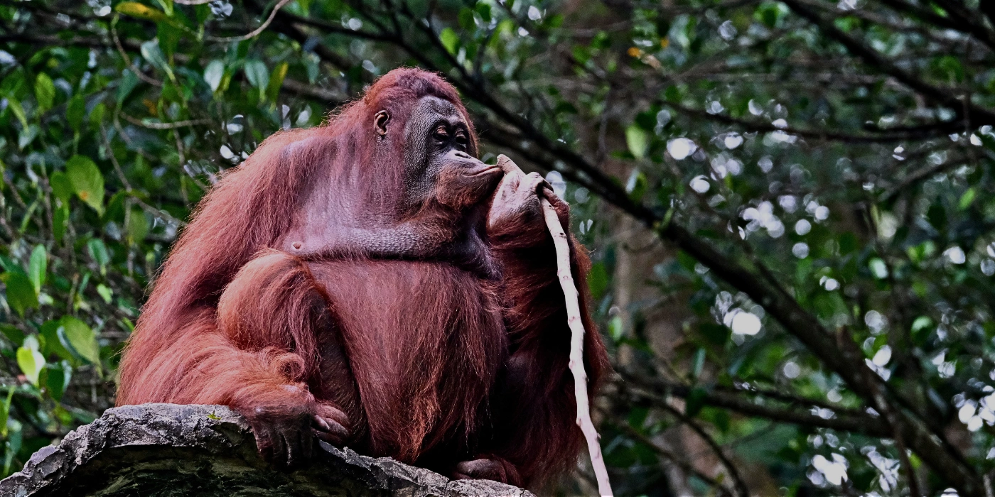 Orangutan sitting calmly on a tree branch in the rainforest of Danum Valley, Sabah