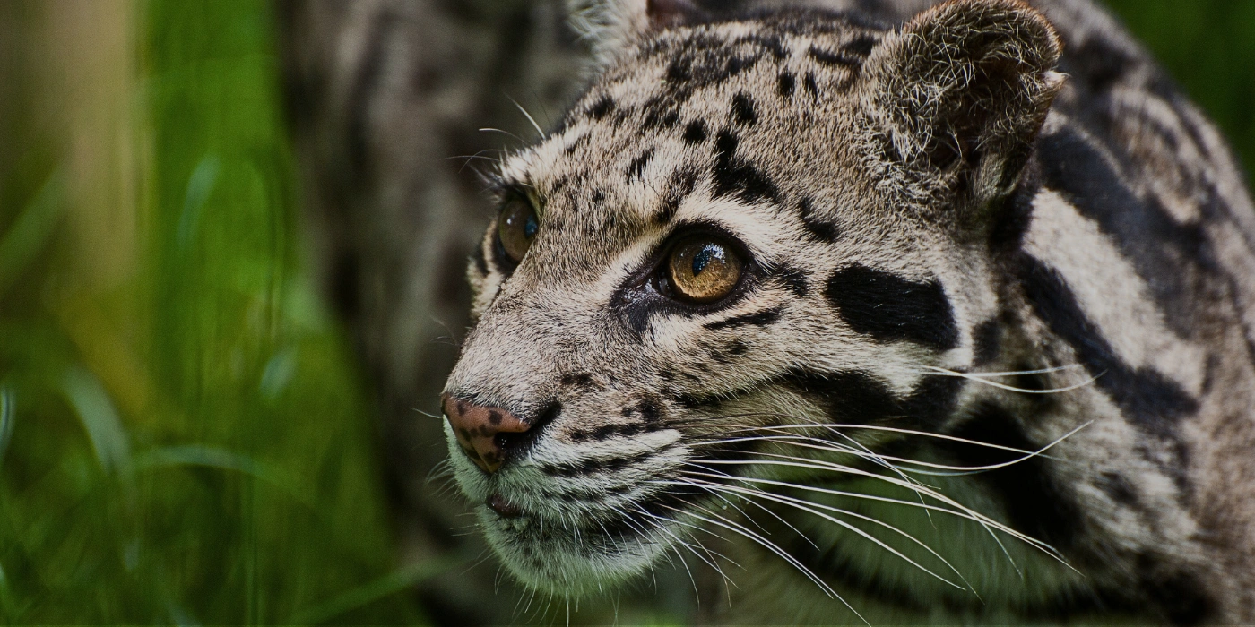 Clouded leopard walking stealthily through the undergrowth in Danum Valley, Sabah