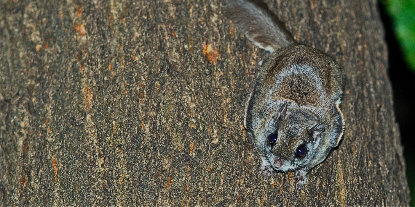 Flying squirrel sitting still on the side of a tree trunk in the rainforest of Danum