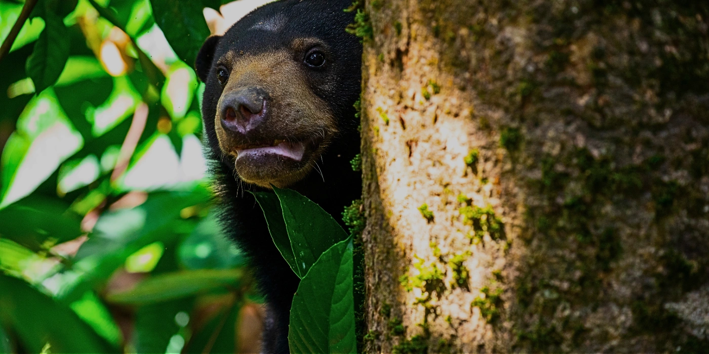 Malayan sun bear peeking out from behind a tree trunk in the rainforest of Danum