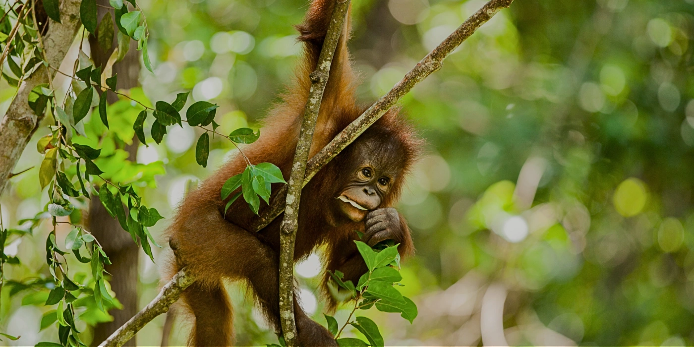 Orangutan resting high on a tree branch in Tabin Wildlife Reserve, seen from afar through the forest canopy