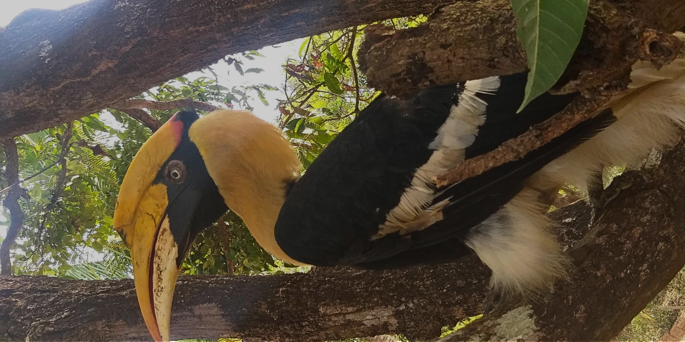 Hornbill sitting on a tree branch with its large beak and casque visible in Danum Valley