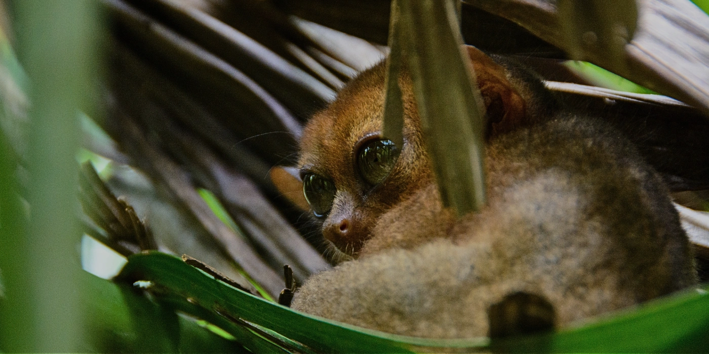 Slow loris clinging to a tree branch - - Danum Valley wildlife