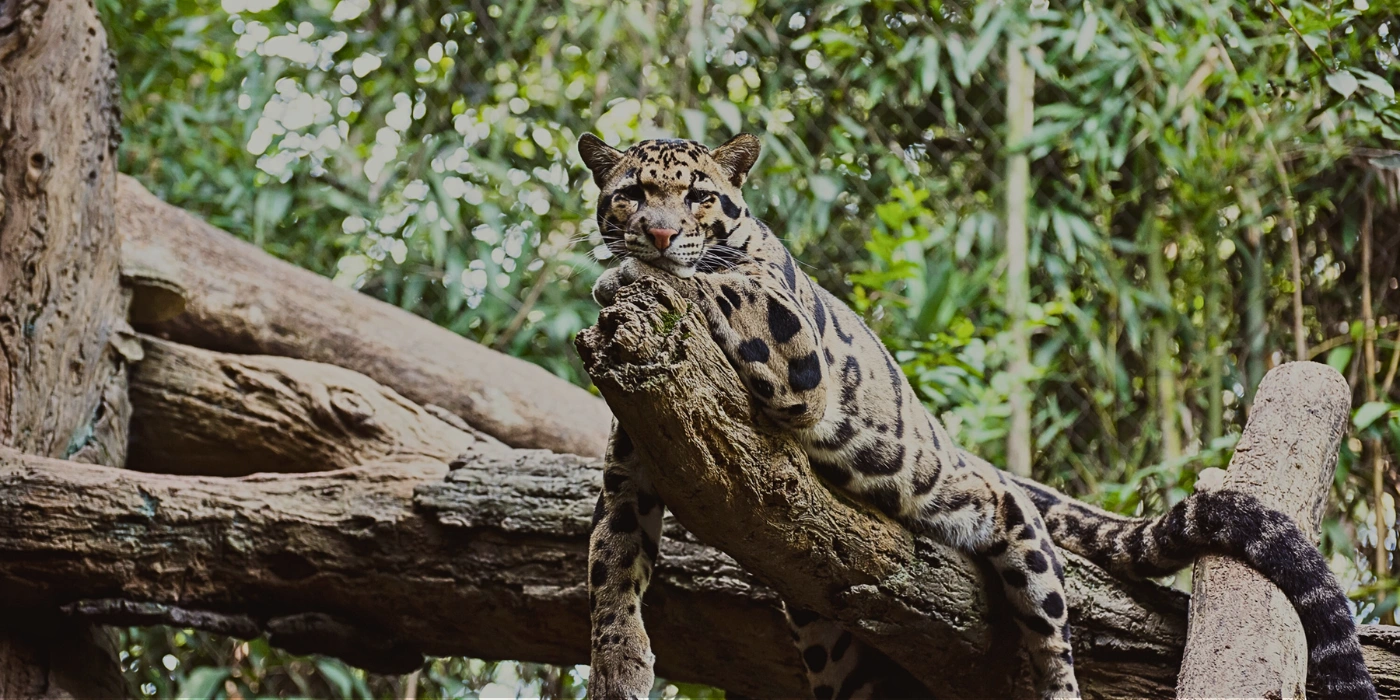 ChatGPT said: Here’s the optimized image set for a clouded leopard resting on a tree, with an eco-friendly message: Title: Clouded Leopard Resting in Tabin: A Symbol of What We Protect Alt Text: Rare clouded leopard resting on a thick tree branch