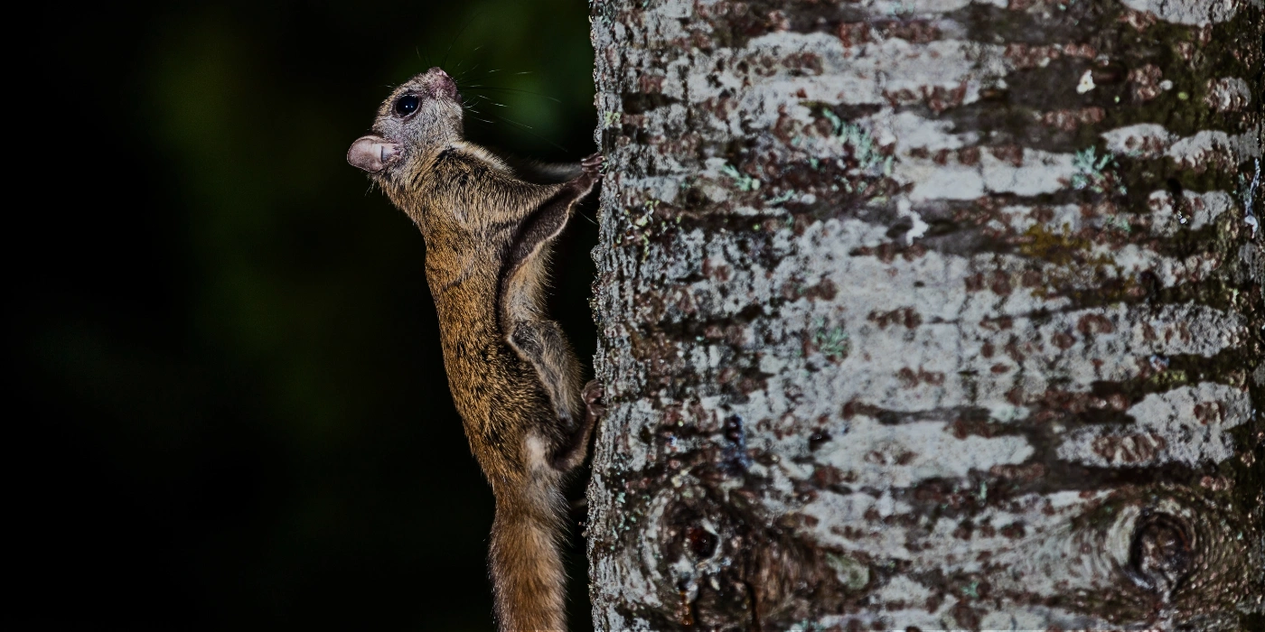 Flying squirrel sitting still on a tree trunk in the rainforest of Danum