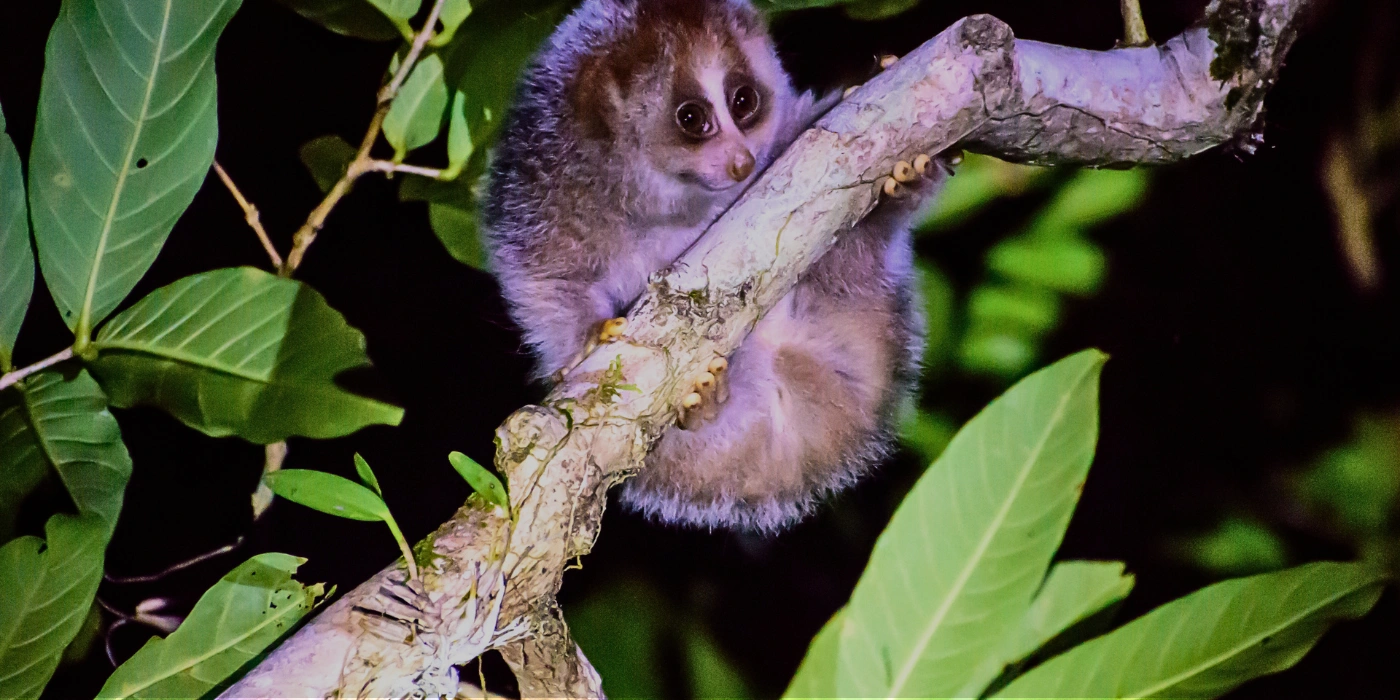 Slow loris holding onto a tree branch in the dark rainforest of Danum Valley, Sabah