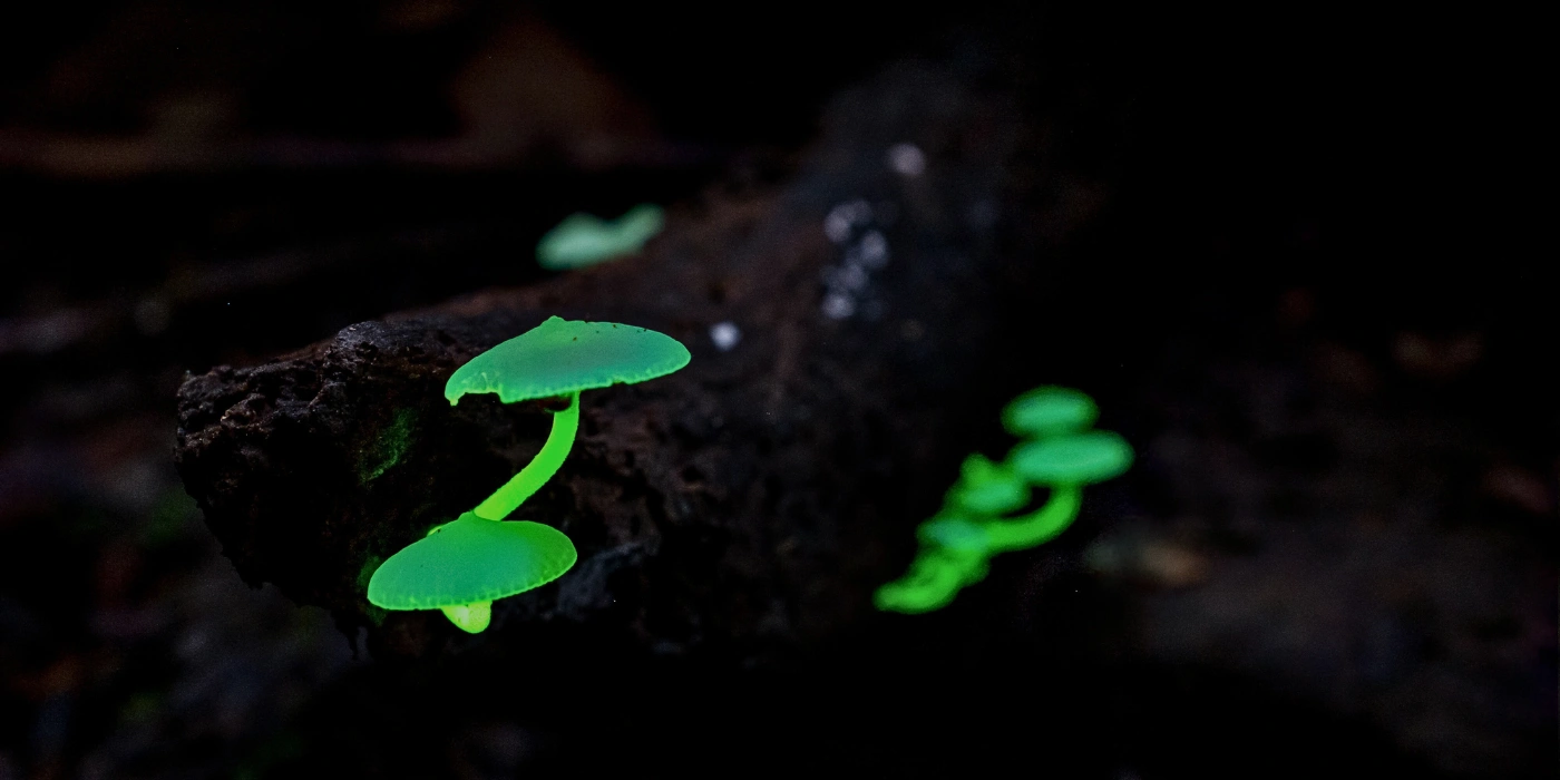 Bioluminescent mushroom emitting a soft green glow on the rainforest floor at night in Danum Valley- night safari in danum valley