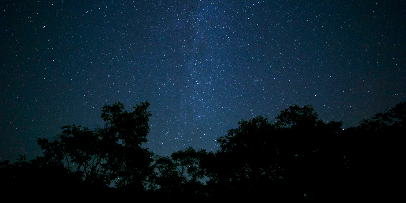 Clear, star-filled sky above the treetops of Danum Valley rainforest at night