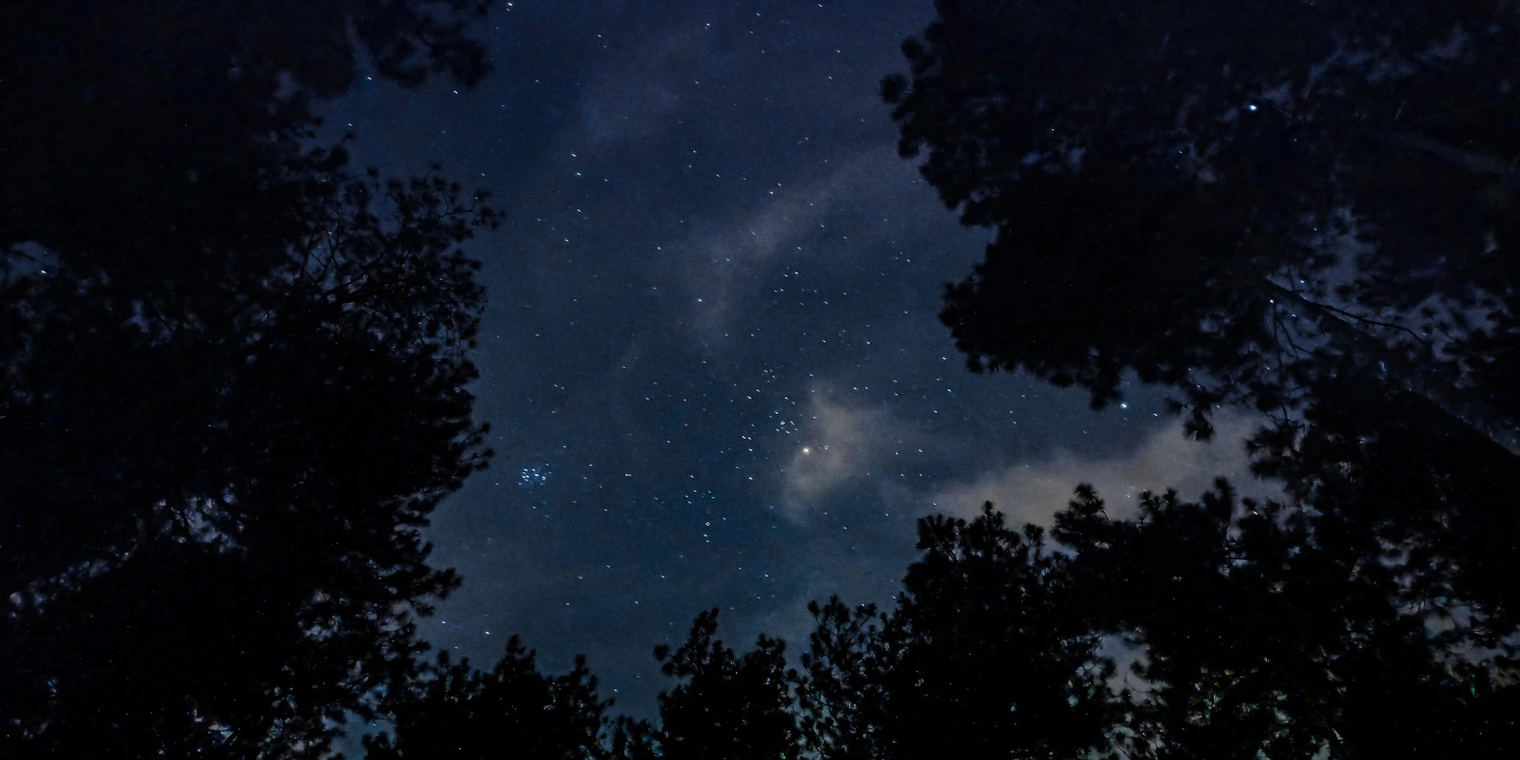 Clear, star-filled night sky above the rainforest canopy in Tabin Wildlife Reserve