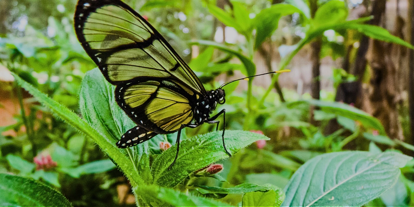 Delicate butterfly resting on a green leaf in Tabin Wildlife Reserve, captured in natural light