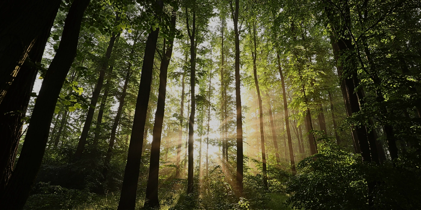 Warm sunrise light filtering through the rainforest canopy in Tabin Wildlife Reserve, viewed from a scenic spot